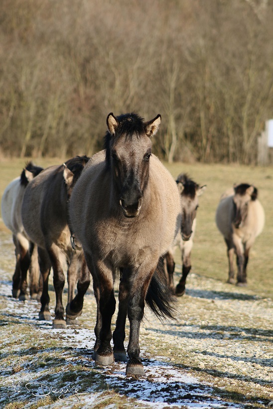 Konik 3