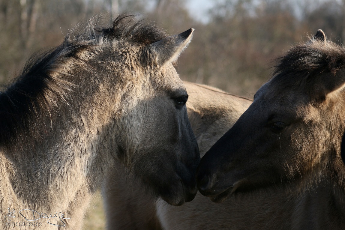 Konik 1